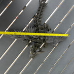 Extra Large Black Dragon 3D Printed Articulating Dragon-Create Fantasy Crafts