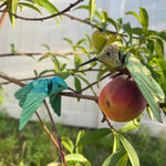 Small Hummingbird 3D Print Articulating Figure Home Decor Customizable Choose Color-Create Fantasy Crafts