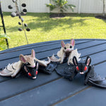 3D Print Articulating Bat Customizable Choose your own Color Bookself Decor Fidget Toy Gift-Create Fantasy Crafts